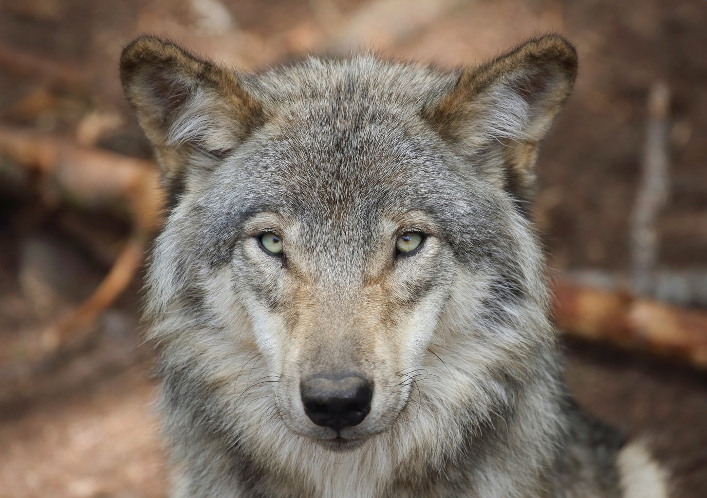 gray wolf face